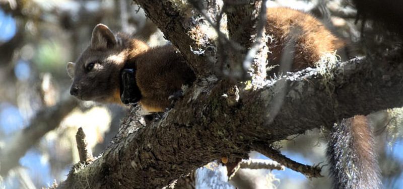 A male coastal marten in the Oregon Dunes wears a radio collar attached by researchers